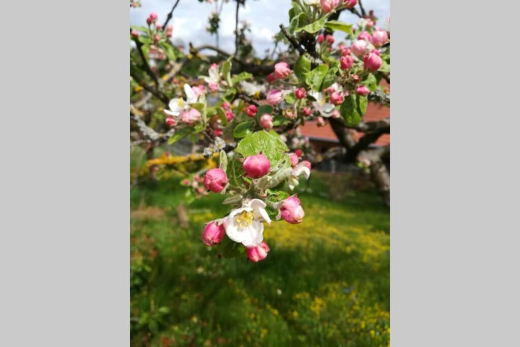 Ferienhaus Zum Kuckuck, Wng 2, Urlaub Im Eichsfeld Kallmerode Екстериор снимка